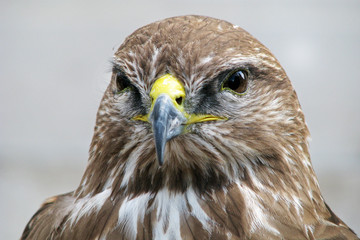 Red-tailed hawk