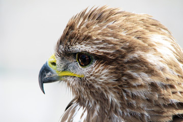 Red-tailed hawk