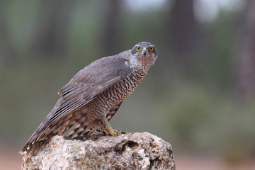 Eurasian goshawk