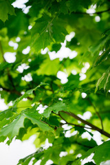 Fototapeta na wymiar Maple green leaves close up