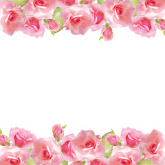 Beautiful floral background with pink roses. Isolated 