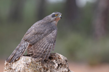 Obraz premium Eurasian goshawk