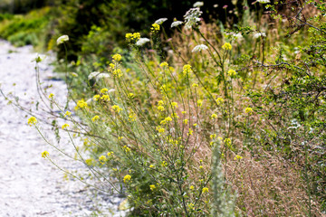 wild grass in nature