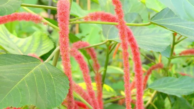 Acalypha Images Browse 780 Stock Photos, Vectors, and Video Adobe Stock