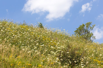 Obraz premium wild grass in nature