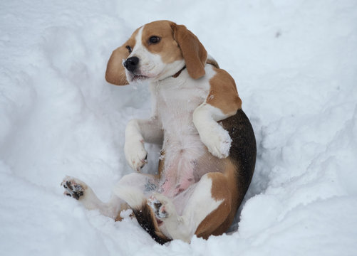 Beagle dog running in the snow