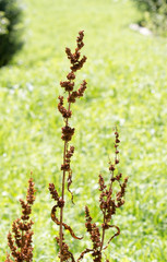 wild grass in nature