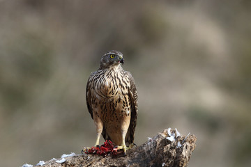 Eurasian goshawk