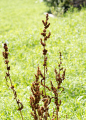 wild grass in nature