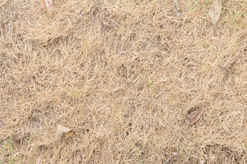 Background of dry Grass texture for Nature ecology concept