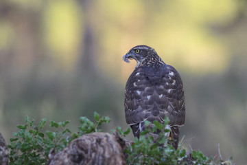 Eurasian goshawk