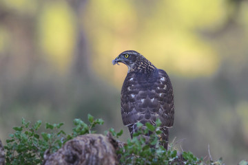 Eurasian goshawk