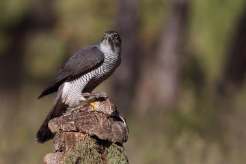 Eurasian goshawk