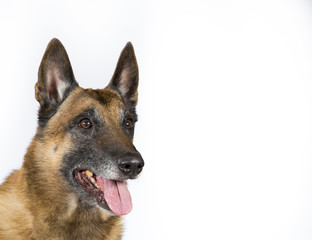 Dog portrait for copy space and banner use. The dog breed is Malinois.