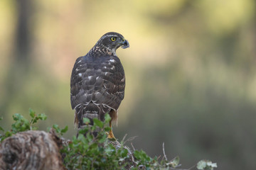 Eurasian goshawk