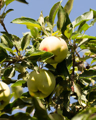 Fresh ripe green apples on tree in summer garden