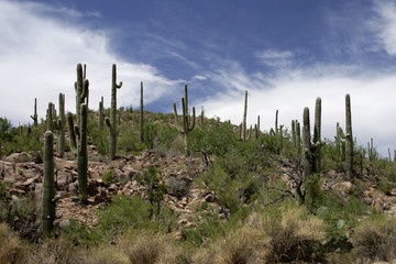 Saguaro national park 