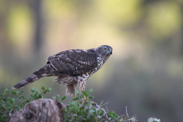 Eurasian goshawk