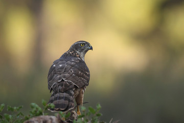 Eurasian goshawk