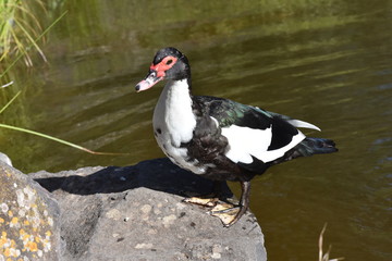 Muscovy duck standing by a pond