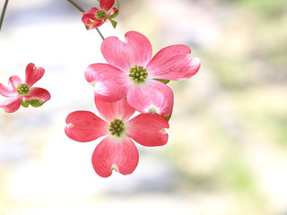 ハナミズキ　赤い花