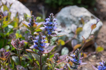 Flower  Ajuga