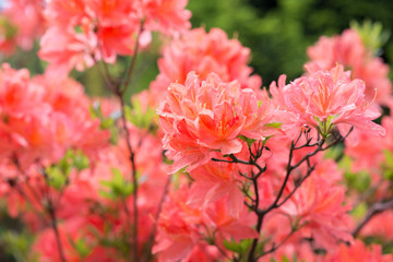 Flower Pink Rhododendron