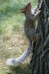 Central Park Squirrel