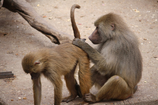 Mama monkey stripping baby