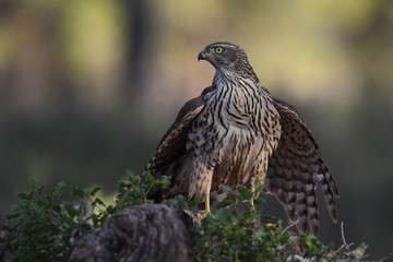 Northern Goshawk 