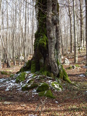 trees covered with moss in the forest