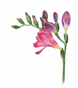 Botanical watercolor picture of freesia