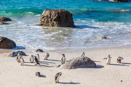 Penguins bathe in the cold sea at Cape Town's boulders beach.