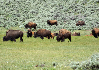 Herd of Bisons in Lamar Valley, Yellowstone National Park (USA)