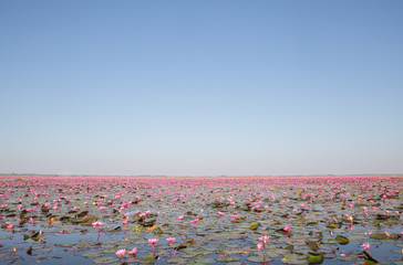 Red Lotus sea at Sun light sunrise with beautiful sky in Udon Th