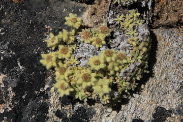 Yellow furry flowers photographed high up in the Himalayas