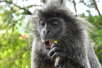 Silvered leaf Monkey at Melawati Hill, Kuala Selangor, Malaysia.