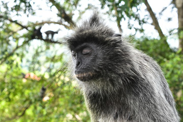 Silvered leaf Monkey at Melawati Hill, Kuala Selangor, Malaysia.