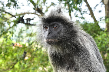 Silvered leaf Monkey at Melawati Hill, Kuala Selangor, Malaysia.
