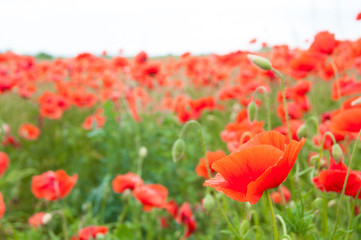Naklejka premium Vivid poppy field