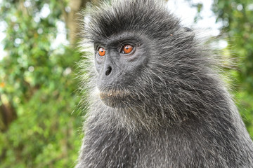 Silvered leaf Monkey at Melawati Hill, Kuala Selangor, Malaysia.