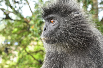 Silvered leaf Monkey at Melawati Hill, Kuala Selangor, Malaysia.