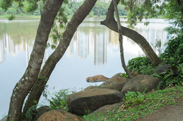 Stones and tree branches on the shore of Lake Igapo in Londrina, PR, Brazil.