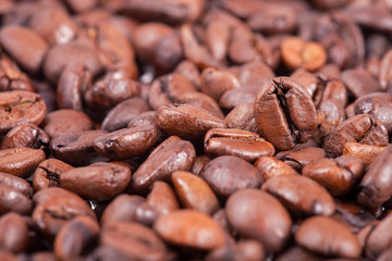 the coffee arabica grains.