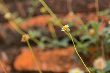 Flowers in the Ruins