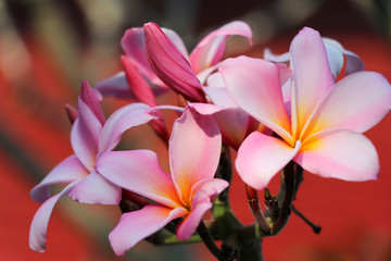 Pink plumeria bright color on the tree