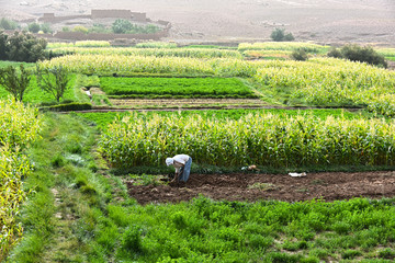 Self-sufficient labor-intensive farming in Morocco