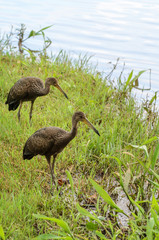 Two limpkin birds looking for food on the shore of Lake Igapo in Londrina city.