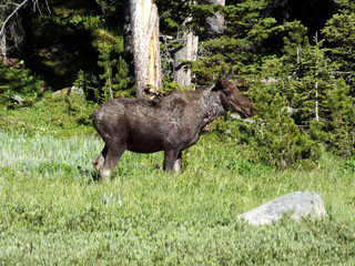 Fototapeta premium Young Moose