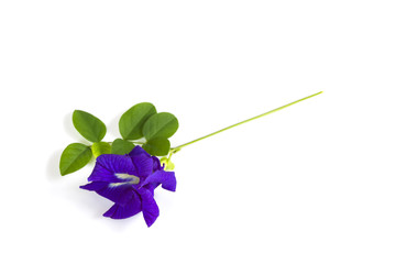 Butterfly Pea flower with leaves isolate on white background. © Freely